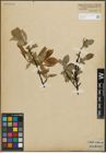 Foto von Salix hastata L.